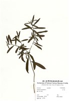 藏品(白千層)的圖片